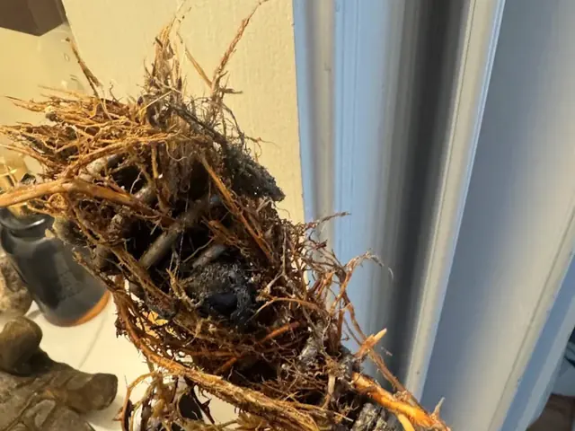 Tree roots pulled out of a sewer line on a drain cable